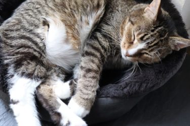 【2020年最新版】猫用ベットのおすすめ１５選：おしゃれで機能的なベッドで快適に過ごそう！【高コスパ】