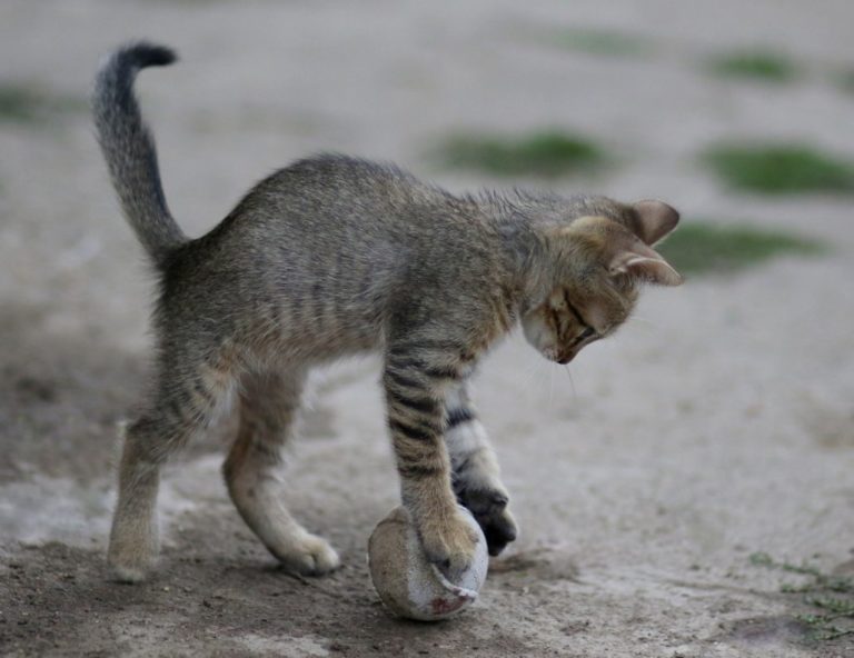 猫が餌の周りをひっかく３つの原因←対策しないと健康被害も 