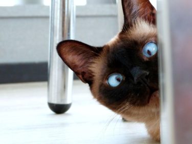 愛猫の「少食」対策！少食の猫が健康に過ごす対策と注意点