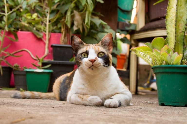 飼い猫の餌に飽きる問題を解決！対策とNG行動を分かりやすく解説します 