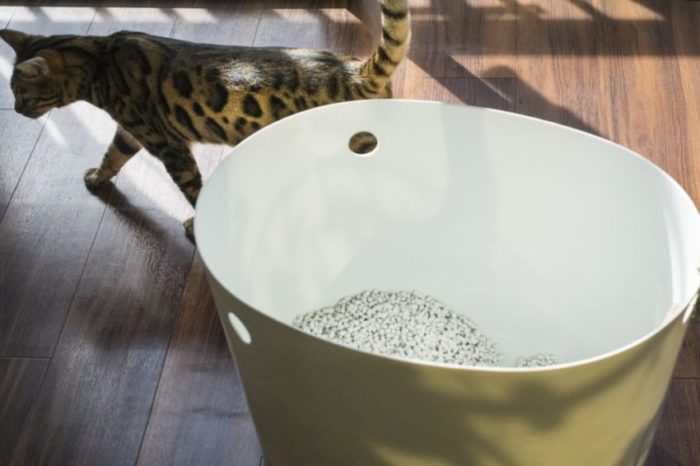 トイレは猫を飼う必需品