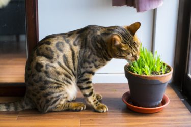 猫なのに猫草を食べない！？食べないときの解決策を紹介します