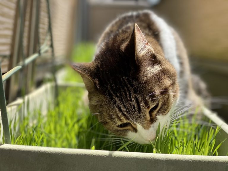 猫草はいつから与えていいの 与え方を間違えると危険な場合も ねこせい Com