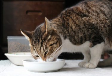 猫の食事は時間と回数が大切！実体験をもとに詳しく解説【間違えると嘔吐の原因に…】