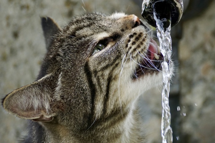 水は猫を飼う必需品
