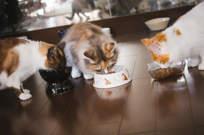 多頭飼い向けキャットフードの失敗しない選び方 激安フードに注意 ねこせい Com